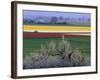 Tulip and Daffodil Fields and Farms, Skagit Valley, Washington, USA-William Sutton-Framed Photographic Print