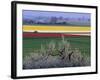 Tulip and Daffodil Fields and Farms, Skagit Valley, Washington, USA-William Sutton-Framed Photographic Print