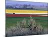 Tulip and Daffodil Fields and Farms, Skagit Valley, Washington, USA-William Sutton-Mounted Photographic Print