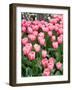 Tulip and Daffodil Garden at Tulip Festival, Skagit Valley, Washington-Jamie & Judy Wild-Framed Photographic Print