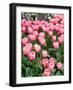 Tulip and Daffodil Garden at Tulip Festival, Skagit Valley, Washington-Jamie & Judy Wild-Framed Photographic Print