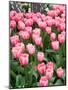 Tulip and Daffodil Garden at Tulip Festival, Skagit Valley, Washington-Jamie & Judy Wild-Mounted Photographic Print