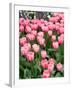 Tulip and Daffodil Garden at Tulip Festival, Skagit Valley, Washington-Jamie & Judy Wild-Framed Photographic Print