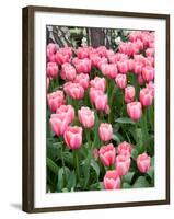 Tulip and Daffodil Garden at Tulip Festival, Skagit Valley, Washington-Jamie & Judy Wild-Framed Photographic Print