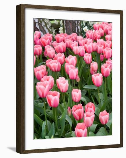 Tulip and Daffodil Garden at Tulip Festival, Skagit Valley, Washington-Jamie & Judy Wild-Framed Photographic Print