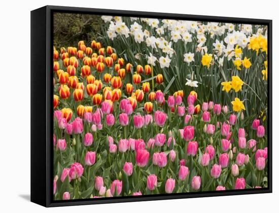 Tulip and Daffodil Garden at Tulip Festival, Skagit Valley, Washington-Jamie & Judy Wild-Framed Stretched Canvas