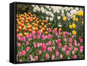 Tulip and Daffodil Garden at Tulip Festival, Skagit Valley, Washington-Jamie & Judy Wild-Framed Stretched Canvas