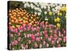 Tulip and Daffodil Garden at Tulip Festival, Skagit Valley, Washington-Jamie & Judy Wild-Stretched Canvas