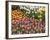 Tulip and Daffodil Garden at Tulip Festival, Skagit Valley, Washington-Jamie & Judy Wild-Framed Photographic Print