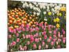 Tulip and Daffodil Garden at Tulip Festival, Skagit Valley, Washington-Jamie & Judy Wild-Mounted Photographic Print