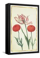Tulip and Dahlias, C.1675-Nicolas Robert-Framed Stretched Canvas