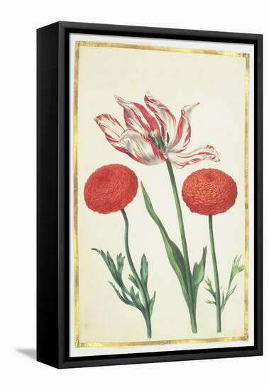 Tulip and Dahlias, C.1675-Nicolas Robert-Framed Stretched Canvas
