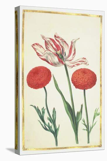 Tulip and Dahlias, C.1675-Nicolas Robert-Stretched Canvas