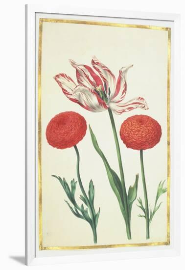 Tulip and Dahlias, C.1675-Nicolas Robert-Framed Giclee Print