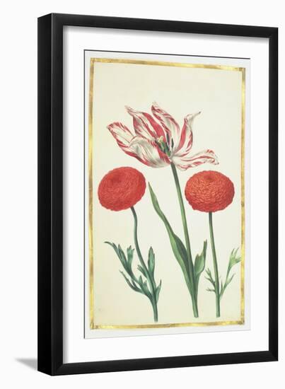 Tulip and Dahlias, C.1675-Nicolas Robert-Framed Giclee Print