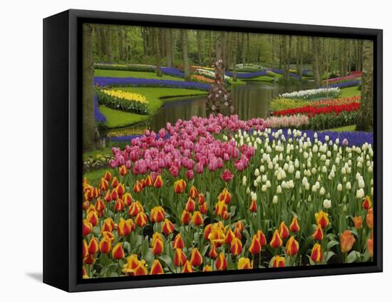 Tulip and Hyacinth Garden, Keukenhof Gardens, Lisse, Netherlands, Holland-Adam Jones-Framed Stretched Canvas