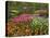 Tulip and Hyacinth Garden, Keukenhof Gardens, Lisse, Netherlands, Holland-Adam Jones-Stretched Canvas