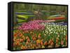 Tulip and Hyacinth Garden, Keukenhof Gardens, Lisse, Netherlands, Holland-Adam Jones-Framed Stretched Canvas