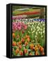 Tulip and Hyacinth Garden, Keukenhof Gardens, Lisse, Netherlands, Holland-Adam Jones-Framed Stretched Canvas