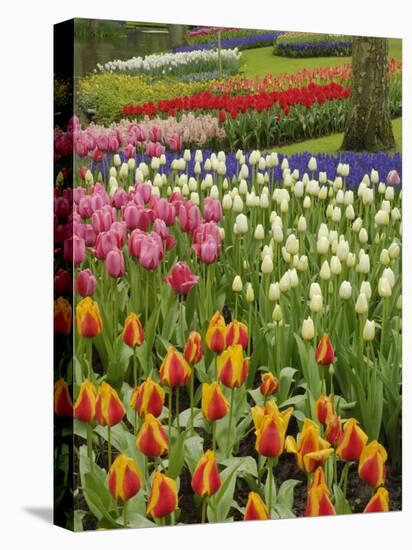 Tulip and Hyacinth Garden, Keukenhof Gardens, Lisse, Netherlands, Holland-Adam Jones-Stretched Canvas