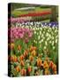 Tulip and Hyacinth Garden, Keukenhof Gardens, Lisse, Netherlands, Holland-Adam Jones-Stretched Canvas