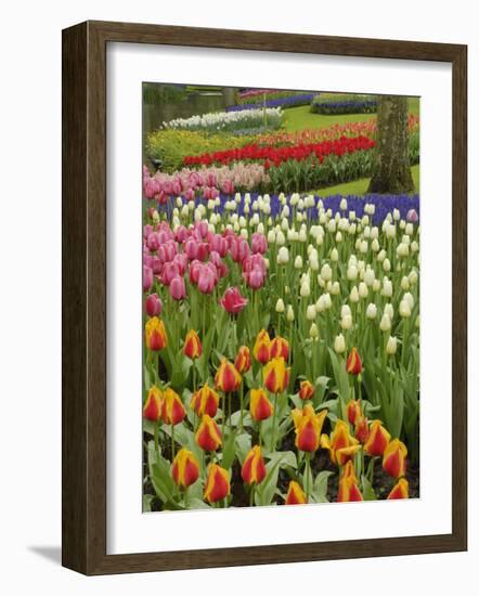 Tulip and Hyacinth Garden, Keukenhof Gardens, Lisse, Netherlands, Holland-Adam Jones-Framed Photographic Print