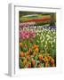 Tulip and Hyacinth Garden, Keukenhof Gardens, Lisse, Netherlands, Holland-Adam Jones-Framed Photographic Print