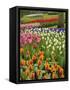 Tulip and Hyacinth Garden, Keukenhof Gardens, Lisse, Netherlands, Holland-Adam Jones-Framed Stretched Canvas