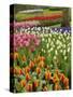 Tulip and Hyacinth Garden, Keukenhof Gardens, Lisse, Netherlands, Holland-Adam Jones-Stretched Canvas