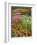 Tulip and Hyacinth Garden, Keukenhof Gardens, Lisse, Netherlands, Holland-Adam Jones-Framed Photographic Print