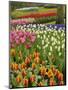 Tulip and Hyacinth Garden, Keukenhof Gardens, Lisse, Netherlands, Holland-Adam Jones-Mounted Photographic Print