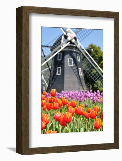 Tulip and Windmill-tomophotography-Framed Photographic Print