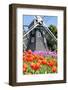 Tulip and Windmill-tomophotography-Framed Photographic Print