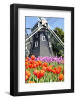 Tulip and Windmill-tomophotography-Framed Photographic Print