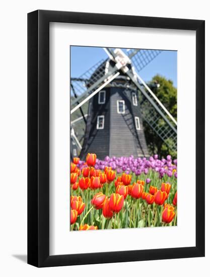 Tulip and Windmill-tomophotography-Framed Photographic Print