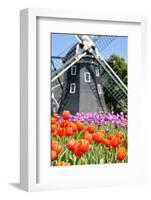 Tulip and Windmill-tomophotography-Framed Photographic Print