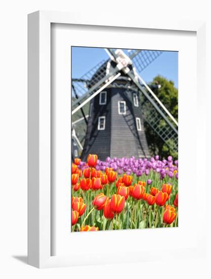 Tulip and Windmill-tomophotography-Framed Photographic Print