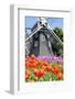 Tulip and Windmill-tomophotography-Framed Photographic Print