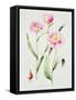 Tulip angelique-Sally Crosthwaite-Framed Stretched Canvas