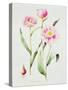 Tulip angelique-Sally Crosthwaite-Stretched Canvas