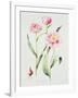 Tulip angelique-Sally Crosthwaite-Framed Giclee Print