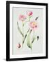 Tulip angelique-Sally Crosthwaite-Framed Giclee Print