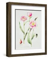 Tulip angelique-Sally Crosthwaite-Framed Giclee Print