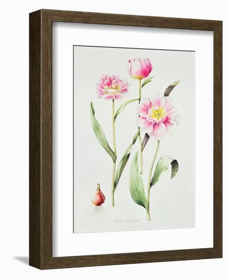 Tulip angelique-Sally Crosthwaite-Framed Giclee Print