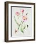 Tulip angelique-Sally Crosthwaite-Framed Giclee Print