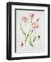 Tulip angelique-Sally Crosthwaite-Framed Giclee Print