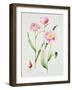 Tulip angelique-Sally Crosthwaite-Framed Giclee Print