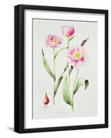Tulip angelique-Sally Crosthwaite-Framed Giclee Print