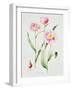 Tulip angelique-Sally Crosthwaite-Framed Giclee Print