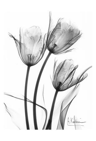 https://imgc.allpostersimages.com/img/posters/tulip-arrangement-in-black-and-white_u-L-F548EF0.jpg?artPerspective=n